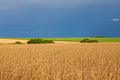 Plantation