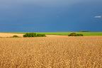 Plantation